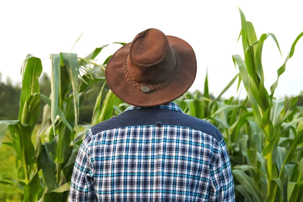 Rückansicht Des Cowboys Rückenansicht Eines Jungen Mannes Mit Cowboyhut Grüne — Stockfoto