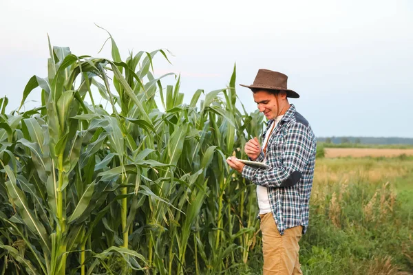 Tarım teknolojisi tableti. Kafkasyalı sakin erkek mısır yetiştiricisi elinde tabletle mısır tarlası boyunca yürüyor. Boşluğu kopyala.