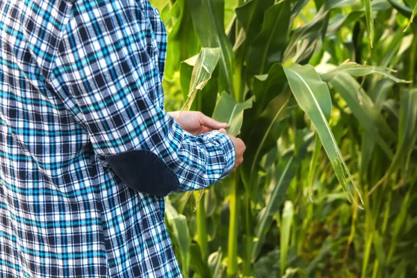 Maisfeld Der Weite Seines Feldes Inspiziert Ein Engagierter Landwirt Sorgfältig — Stockfoto