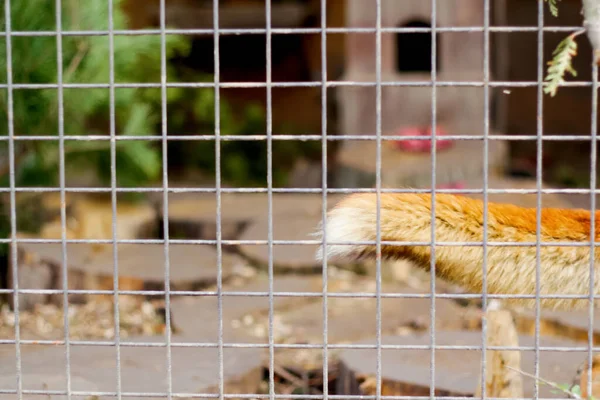 Foxes tail in zoo on gate background. the fur skin of red fox on blurred background. Out of focus.