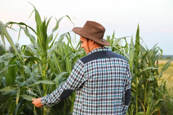 Der Mensch Berührt Maispflanze Ruhige Kaukasische Maisbauern Overalls Spazieren Maisfeld — Stockfoto