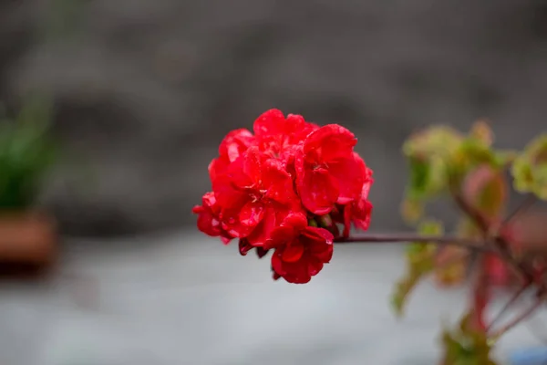 Крупним Планом Яскраво Червона Квітка Розмитому Тлі Цей Осінній Дизайн — стокове фото