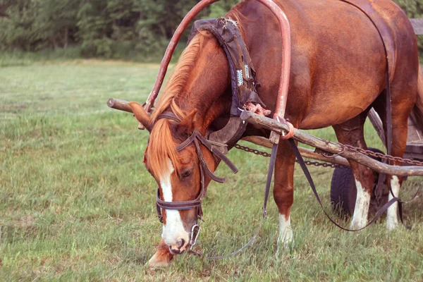 Beau Cheval Rouge Paît Paisiblement Dans Une Prairie Animée Pendant — Photo