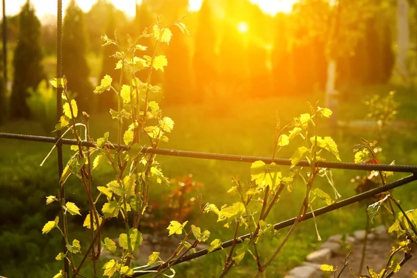 Viñedo Vibrante Una Planta Uva Verde Madura Prospera Mostrando Crecimiento — Foto de Stock
