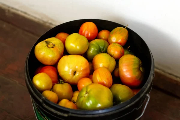Eine Tomatensammlung Aus Nächster Nähe Zeigt Die Leuchtenden Farben Reifer — Stockfoto