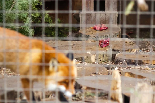 Meat Fox Zoo Cruel Red Fox Vulpes Vulpes Furry Predator — Stock Photo, Image
