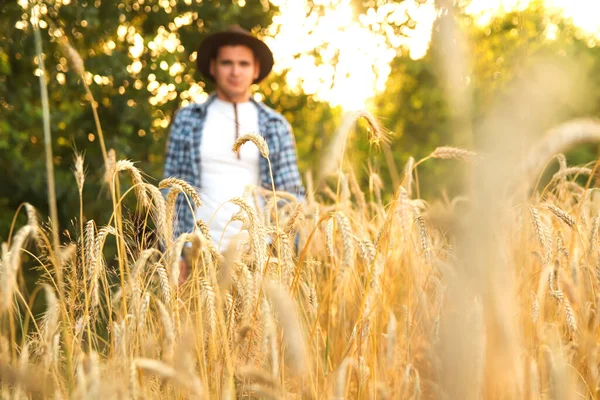 Zlatém Pšeničném Poli Tyčí Silueta Zemědělce Který Pečlivě Zkoumá Zdravou — Stock fotografie