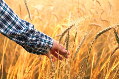 Bir adam olgunlaşan bir tarlanın ortasında altın buğday kulakları tutuyor, dikenlerdeki tahılların kalitesini inceliyor. Yan görüş açısından yakın çekim yap. Yakın çekim..