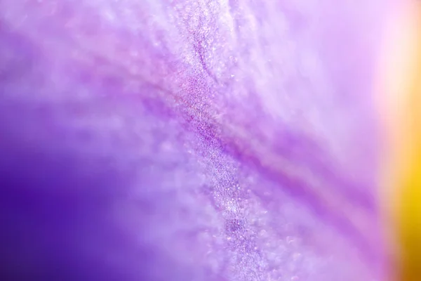 Жирове Фіолетове Листя Різних Рослин Створює Захопливе Видовище Абстрактне Тло — стокове фото