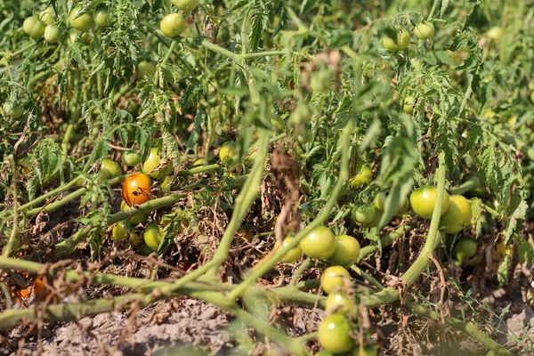 Einem Saftig Grünen Feld Aus Tomaten Tomatenblättern Der Schwerpunkt Liegt — Stockfoto