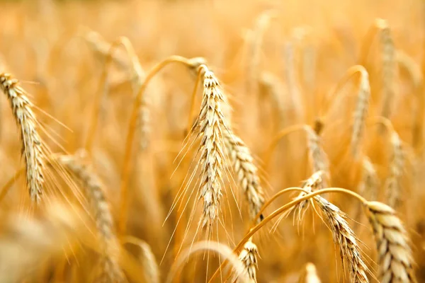 Captivating Yellow Wheat Background Design Showcasing Golden Spikelets Wheat Field — Stock Photo, Image