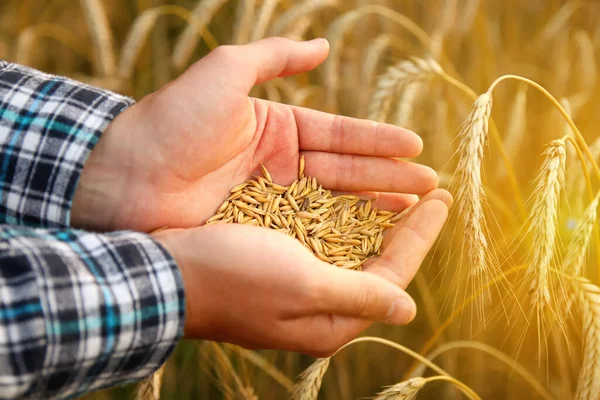 Male Hands Showering Golden Wheat Grains Abundant Harvest Cradled Farmers — Stock Photo, Image