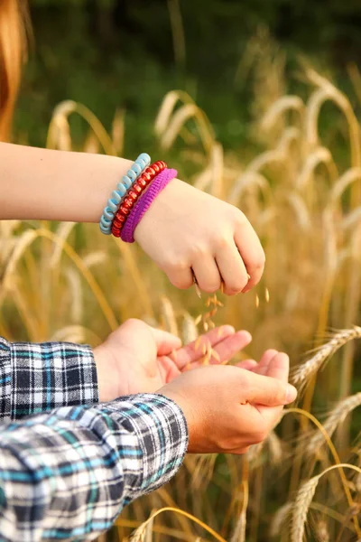 農民の手は畑に小麦の穀物を注ぎ 品質を確保する ビジネスマンは小麦を評価する 男性と女性の両方の手がプロセスに貢献しています バーティカル — ストック写真