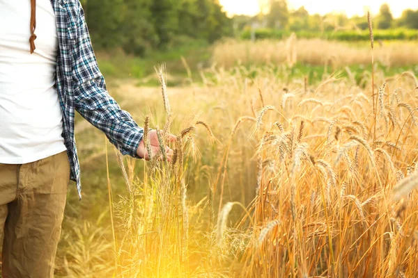 一个男人把金黄色的麦穗抱在成熟的田野里 察看小穗上的谷粒质量 从侧面的角度拍摄的闭合镜头 穿上衣服太阳耀斑 — 图库照片