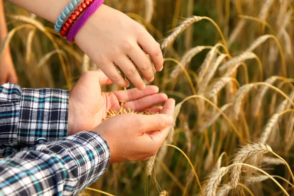 A farmers hands pour wheat grains in a field, ensuring quality. Business professionals assess the wheat. Both male and female hands contribute to the process.