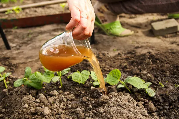 Genç salatalık gübresi. Kadın sıvı mineral gübresi döküyor. Genç sebze filizlerinin gübreleriyle sulanıyor. Yumuşak sebze filizlerine sıvı mineral gübre dökerken görülen bir kadın..