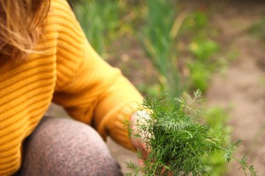 Elinde dereotu tutan kadın. Yaz bahçıvanlığı. Çiftçi elinde dereotunu tutarak yaz bahçıvanlığı faaliyetlerini resmediyor. Tasarım için pankart.