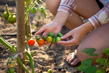 Female hand holding tomato branch. Farmer get harvest green and red tomatoes. Freshly picked tomatoes in a woman's hand. Farming and agriculture concept. Harvesting ripe tomatoes from the garden clipart