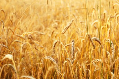 Sarı arka planda altın olgunlaşmış buğday bolluğu ve refahı sembolize eder, gıda ambalajı tasarımları, tarım ürünü reklamları, küresel gıda güvenliğini tartışan makaleler.