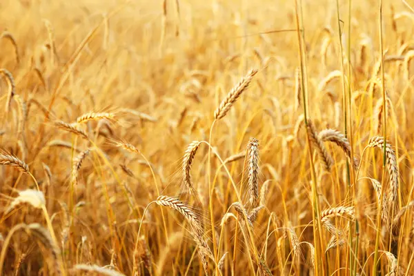 黄色い背景に対する黄金の熟した小麦 豊かさと繁栄を象徴し 食品包装デザイン 農産物広告 世界の食糧安全保障を議論する記事 ストック写真