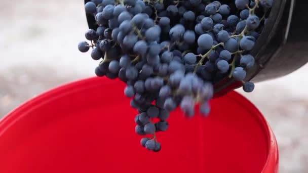 Синій Виноград Наливається Відро Концепція Збору Винограду Повільний Рух Розмиті — стокове відео