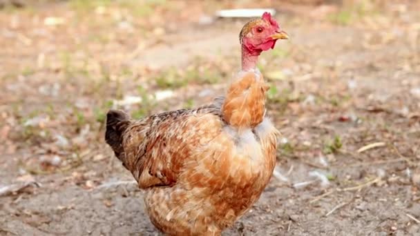 チキンの肖像画を閉じる チキンは庭や農場を歩いている 養鶏場について スローモーション — ストック動画