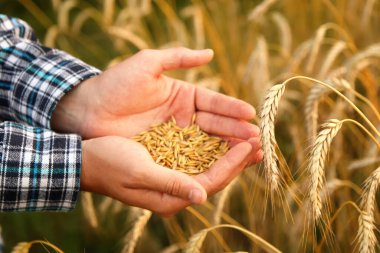Elinde bir avuç altın buğday tutan bir erkek çiftçinin elleri, işgücünün meyvelerini ve hasat mevsiminin cömertliğini sembolize ediyor, tarım dergileri ve tarım ekipmanları için uygun..
