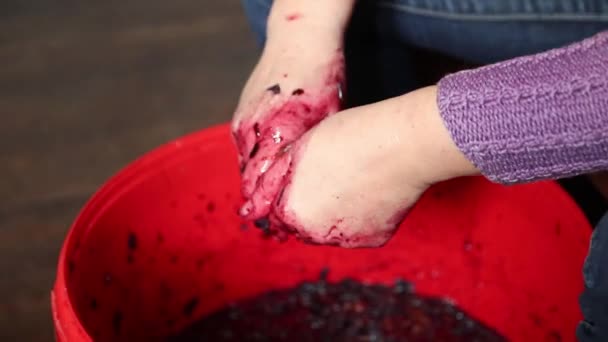 Женщина Делает Вино Руки Женщины Держат Измельченный Виноград Процесс Производства — стоковое видео