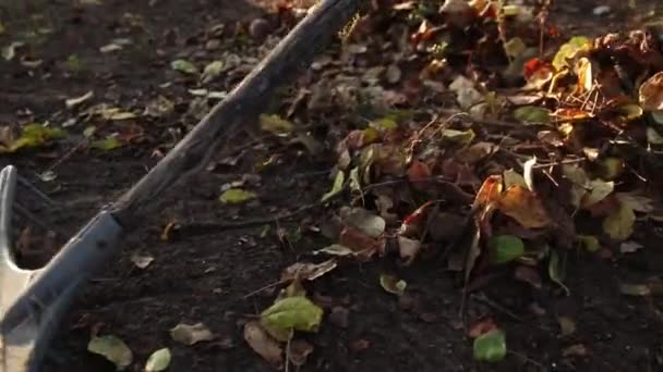 Muž Radostně Raking Barevné Podzimní Listí Sluncem Zalitý Park Zachycující — Stock video