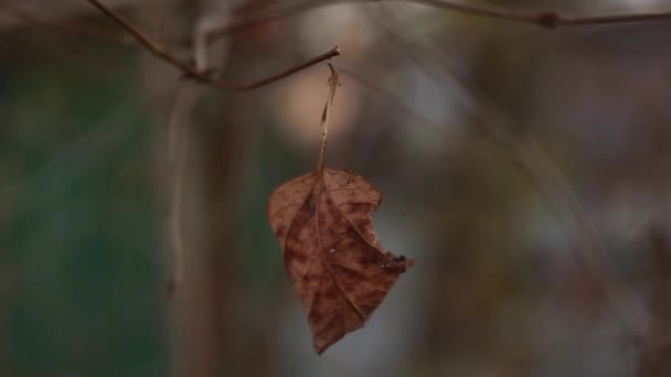 Sista Torra Löv Hängande Grenen Trädet Suddig Bakgrund Senhösten Skog — Stockvideo