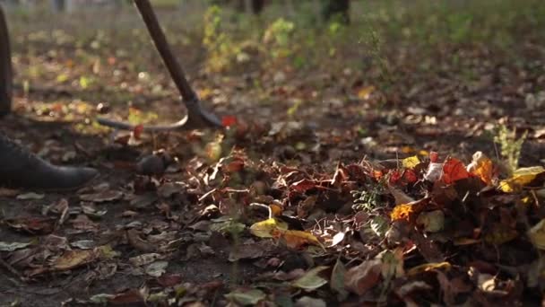 Dobrovolník Hrabe Popadne Podzimním Parku Malou Hromádku Spadlého Žlutého Listí — Stock video