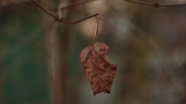 秋天的叶子 秋天的背景 叶子靠拢了 在秋末林地模糊的背景上挂在树枝上的最后一片干枯的叶子 晚雨秋的象征 黑暗的秋天慢动作 — 图库视频影像