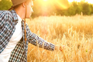 Çiftçi gün batımında bir tarlada altın buğday tutuyor. İnsanlar gün batımında altın bir tarlada buğday hasat ediyorlar. Çiftçi altın buğdayı kontrol ediyor. Sonbahar hasadı.