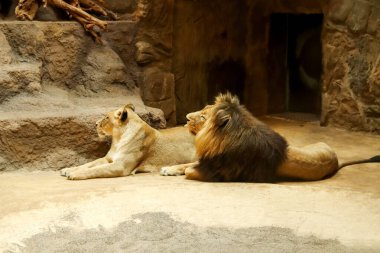 Zoolojik bahçede bir çift yetişkin aslan. Hayvanat bahçesi ortamında dinlenen bir aslan ve dişi aslanın yer aldığı vahşi yaşam fotoğrafçılığı görkemli ve vahşi doğalarını ön plana çıkarıyor..