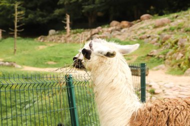 Lama çiftlikte saman çiğniyor. Çiftlik hayvanı lama otluyor ve saman çiğniyor. Lama dışarıda samanla besleniyor..