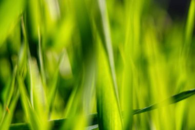 Çevresel kavramlar ve web tasarımı için uygun yeşil doğa sahnesi. Yeşilliğin soyut bulanıklığı, açık hava temaları için harika..