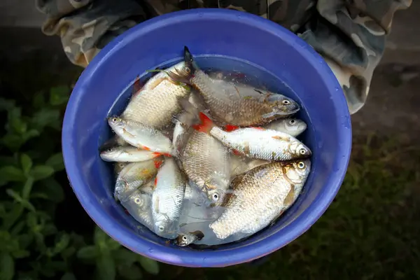 stock image Fresh crucian carp fish in a bowl of water, held by hands, close-up, fishing catch. Hands holding a bowl with a crucian carp fish, water splashing, fishing success.