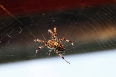 Bir bahçe ortamında örümceğin karmaşık bir şekilde örülmüş ağıyla oturduğu çarpıcı bir makro görüntü. Yakın çekim ışıkta parlayan çiy damlacıklarıyla ağın narin yapısını sergiliyor..