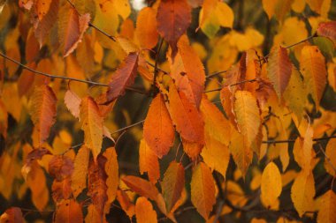 Sonbahar yapraklarının canlı turuncu tonlarında yakın planlarını içeren sanatsal bir arka plan. Kalın kalite, klasik filmi andırıyor. Nostaljik bir dokunuş ekliyor..