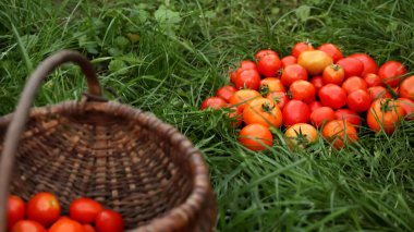 Canlı bir sonbahar bahçesinde çimlerin üzerinde duran taze, olgun domateslerle dolu bir sepet. Bu organik hasat mevsimin özünü ve ev yapımı ürünlerin neşesini uyandırıyor..