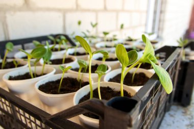 Baharın başlangıcını simgeleyen bir saksıda büyüyen bitki fidanlarının yakın çekimi. Genç bitkiler, zengin toprakları ve sağlıklı büyümeleri olan organik bir bahçede yetiştiriliyor..