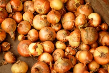 Bir soğan soğanının sarı ve kahverengi ten tonlarının kombinasyonuyla yakın plan makro çekimi. Soğan kağıdının dış katmanlarının dokusu büyük detaylarla görülebilir..