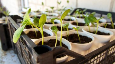 Bahçe aletleri ve zengin toprakla çevrili saksılarda filizlenen genç fidanların yakın plan görüntüsü..