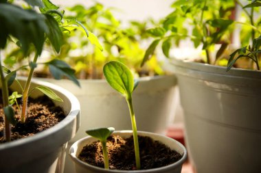 Güneşli bahar ışığının altında bir tencerede yeşil tohum. Yeni bitki büyümesi. Kavanozda filizlenen küçük yeşil bitki, bahar güneşinin tadını çıkarıyor..