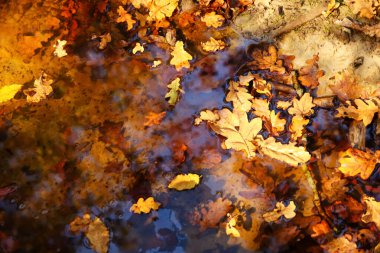 Sonbaharın sıcak güneş ışığını yansıtan, gölette süzülen bir meşe yaprağının canlı bir yakın çekimi. Kopyalama alanı olan tasarım için pankart.