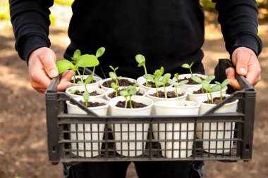 İçinde taze salatalık, domates ve fesleğen bulunan canlı fidelerden oluşan bir kutu tutan bir adam. Bu görüntü bahçıvanlığın özünü yakalar ve küçük bir saksıda taze otlar ve sebzeler yetiştirir..