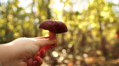 Kahverengi bir mantarla el ele tutuşmak. Sarı sonbahar ormanında sonbahar arayışı. Yiyecek arama, açık hava aktiviteleri, sağlıklı beslenme ya da orman ekosistemleri hakkında belgeseller.