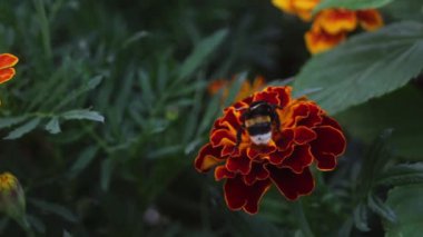 Marigold 'daki bal arısı. Yeşil bir çayırda tozlaşan çiçekler. Arı zarif bir şekilde etrafta uçuyor ve canlı kadife çiçeklerin üzerine iniyor..