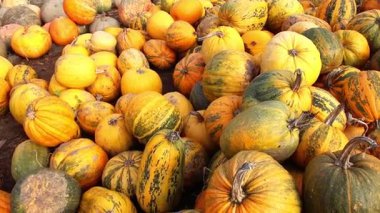 Merhaba Autumn! Hasat için sarı ve turuncu balkabağı tarlası. Bir tarlaya yayılmış sarı ve turuncu tonlarda kabak, kabak ve kabak çeşitleri. Kapat..