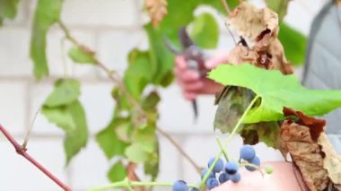 Üzüm toplayan kadın, makasla üzüm topluyor. Üzüm bağı budaması. Üzüm hasadı. Sonbahar Hasadı. Sunny Vineyard 'da Olgun Üzüm Kesen Kadın. Kapat..